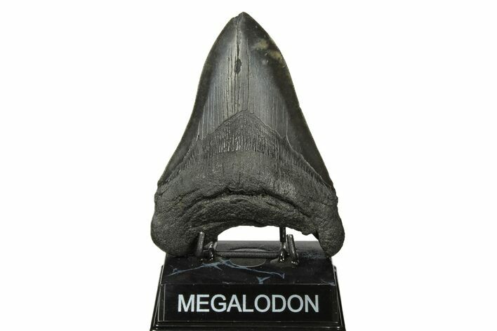 5.46" Fossil Megalodon Tooth - South Carolina